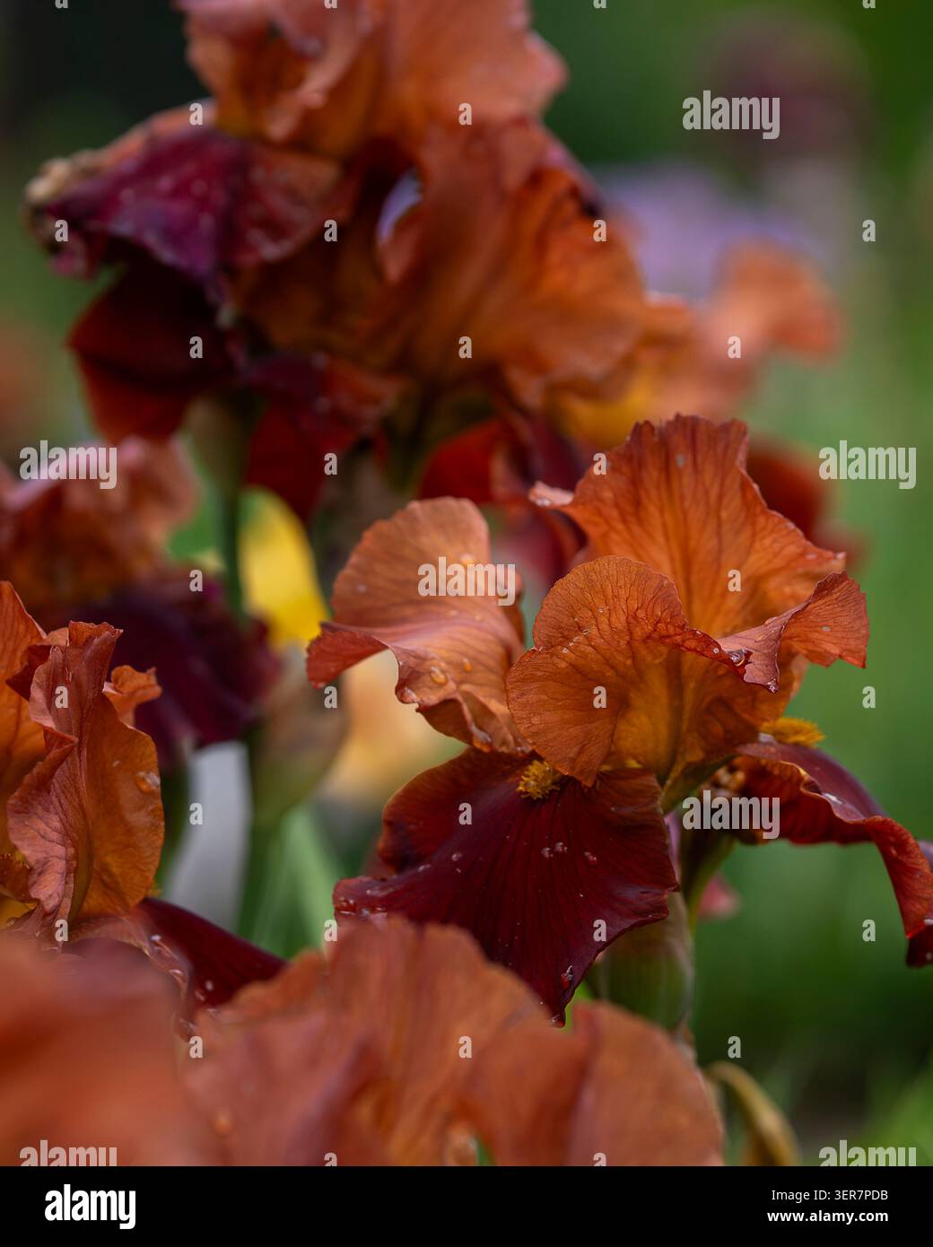 Les iris barbus de couleur Bordeaux et cuivrée (Iris × germanica « Minu EMA ») recouverts de gouttes de pluie fleurissent dans un jardin luxuriant, aux textures riches. Banque D'Images