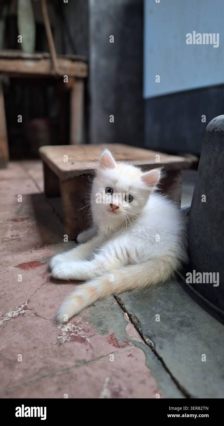Un adorable chaton persan moelleux blanc et orange clair assis sur un sol de terrasse, regardant directement dans l'objectif de la caméra avec un fond bokeh doux. Banque D'Images