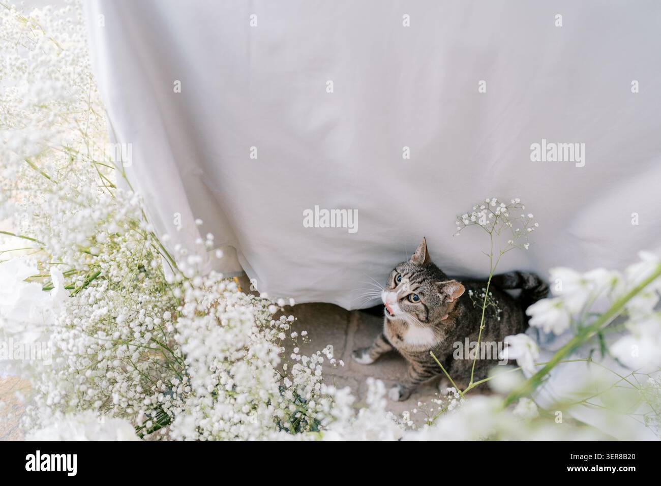 Chat Tabby assis parmi les fleurs de souffle de bébé Banque D'Images
