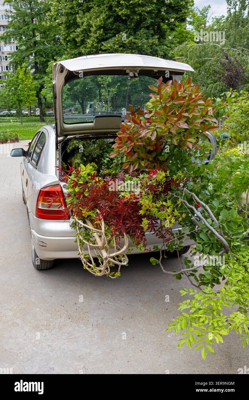 Branches d'arbres à l'intérieur du tronc de voiture ouvert dans le parc de jardin envoyé pour entretien Banque D'Images