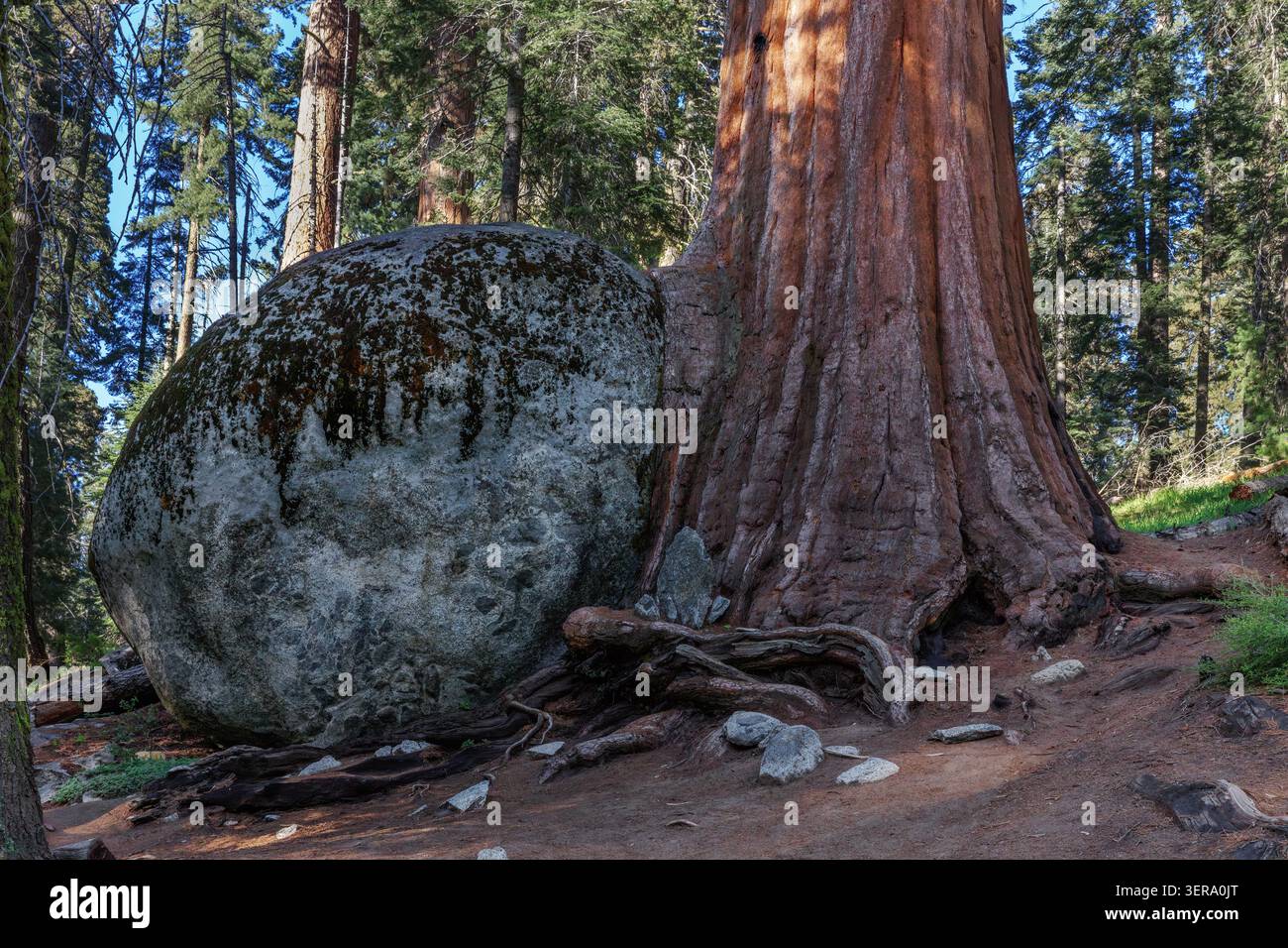 Un appariement improbable, Sequoia géant (Sequoiadendron giganteum) attaché à un rocher, Sequoia National Park, Californie, États-Unis Banque D'Images