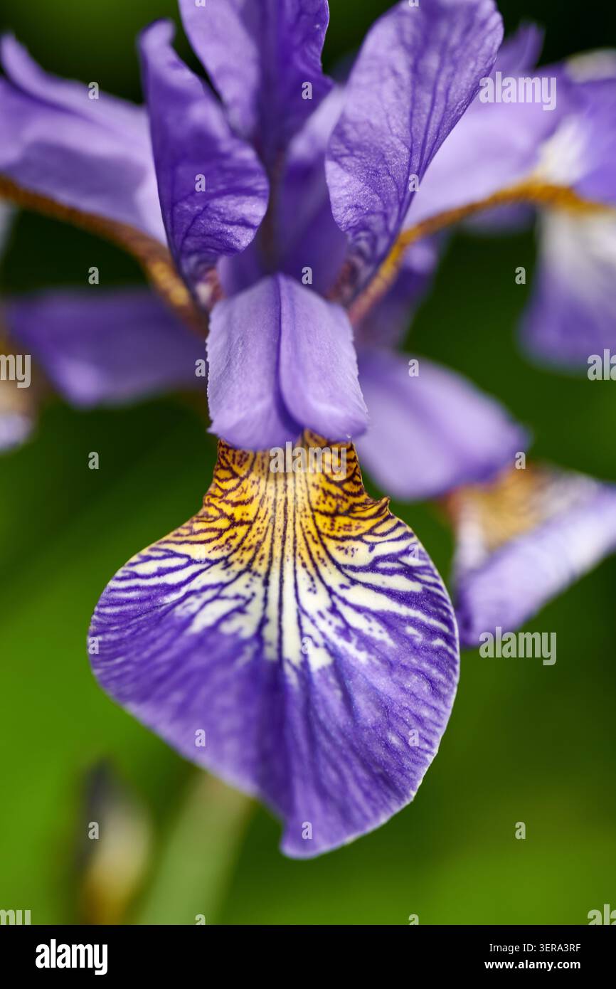 Iris sibirica 'Tropic Night' sur fond vert Banque D'Images