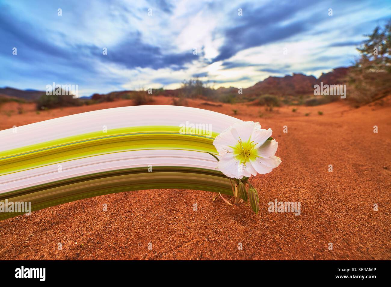 Fleur blanche du désert avec effet Pixel Stretch dans Red Sand et Dramatic Sky Banque D'Images