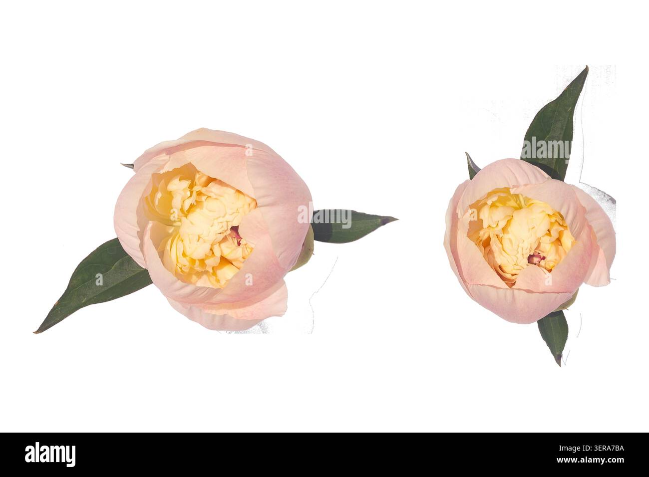 Deux bourgeons de fleurs de pivoine roses avec des feuilles vertes isolés sur fond blanc, vue de dessus. Banque D'Images