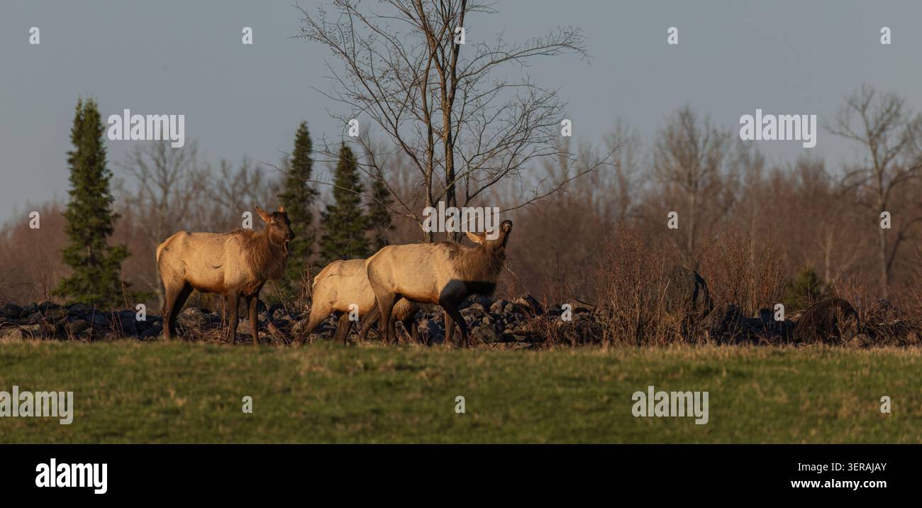 Elk taureau un matin d'avril dans le nord du Wisconsin. Banque D'Images