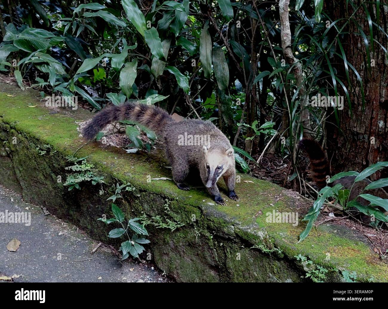 Coati sud-américain (Nasua nasua) debout sur un mur de pierre le long d'une route dans le parc national de Tijuca, Rio de Janeiro, Brésil. Banque D'Images