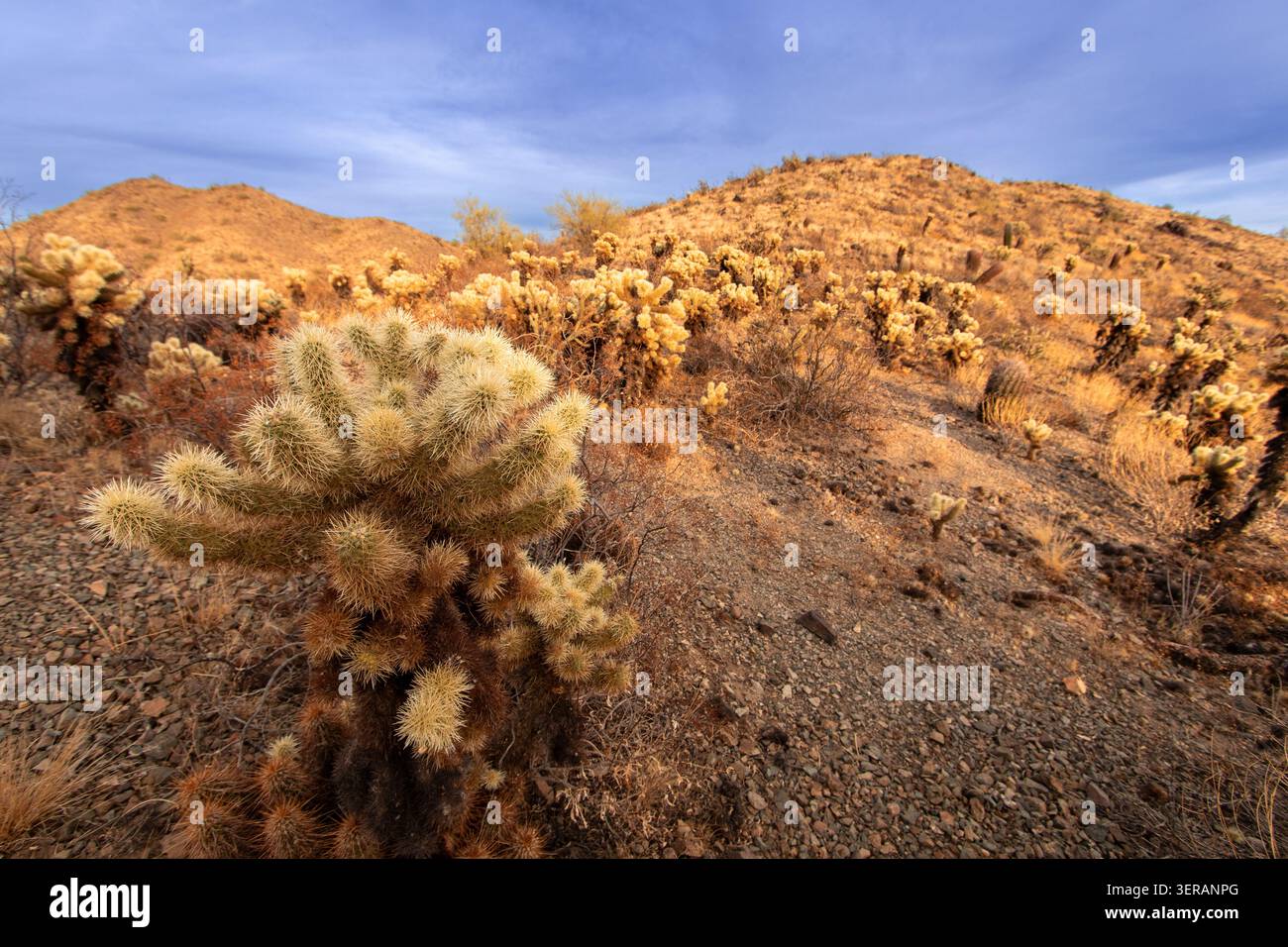 Un ours en peluche cactus cholla se dresse au premier plan d'un paysage désertique rocheux entouré de cactus cholla supplémentaires et de montagnes basses. Banque D'Images