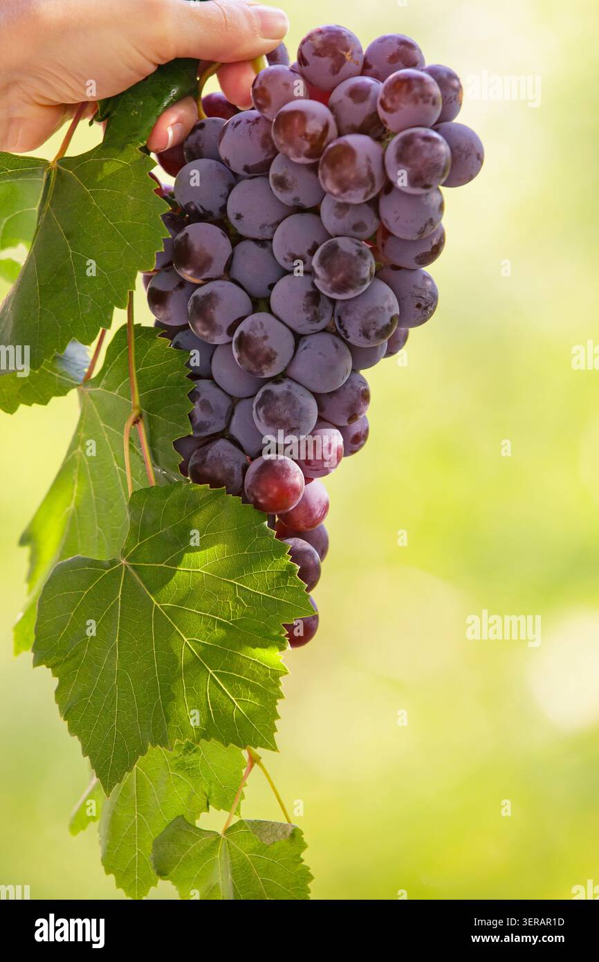 Gros plan d'une main humaine tenant un grand groupe de raisins foncés mûrs avec des feuilles vertes sur un fond vert naturel flou par une journée ensoleillée. Banque D'Images