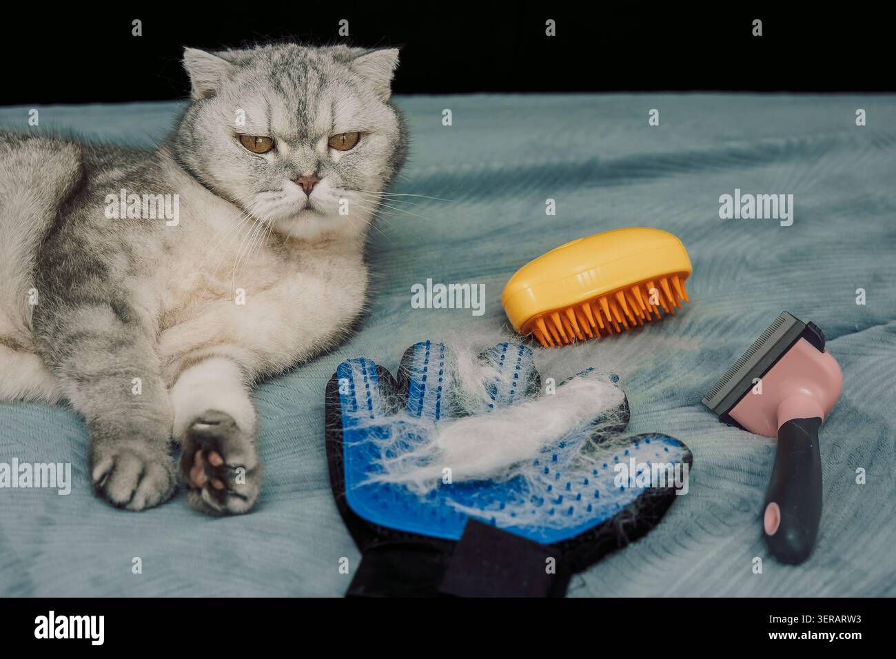 Chat assis sur une couverture bleue à côté d'outils de toilettage et de soins pour animaux de compagnie dans un cadre domestique. Le chat se repose tout en regardant des outils de toilettage tels qu'une brosse et un outil de dépoillement. Des poils de chat sont présents avec des signes de perte de poils Banque D'Images