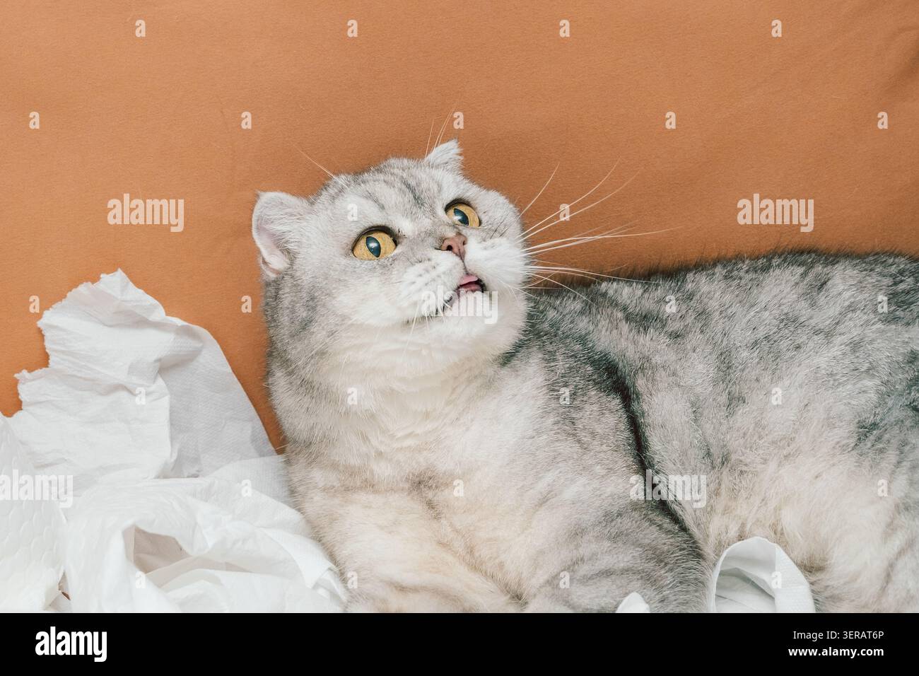 Chat Scottish Fold reposant sur des serviettes en papier blanc dans un cadre domestique avec un fond orange clair. Chat gris couché sur des serviettes en papier blanc douces dans la pièce. Détendu et curieux tout en étant entouré de papier froissé Banque D'Images