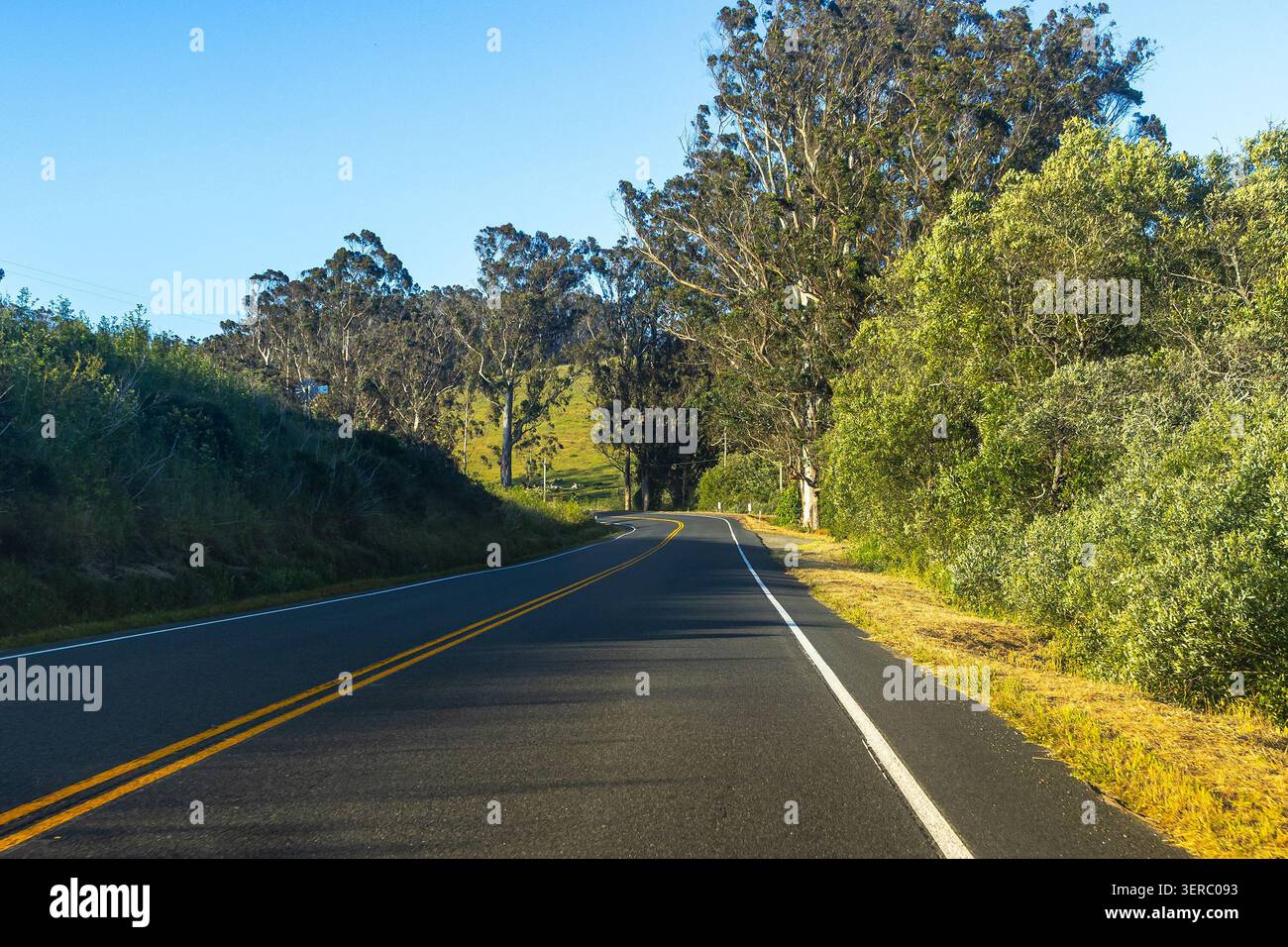 Route rurale à travers le comté de Sonoma, Californie, en été, route à deux voies à travers la verdure luxuriante dans la campagne Banque D'Images