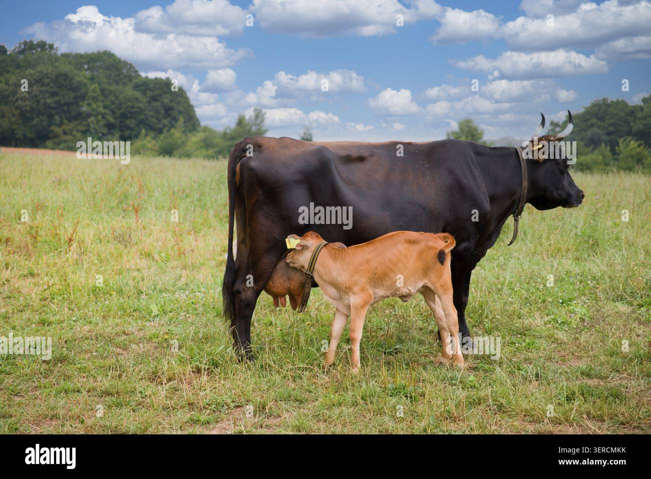 Vache avec son veau dans le pâturage, Meckenlenburg-Vorpommern, Allemagne Banque D'Images