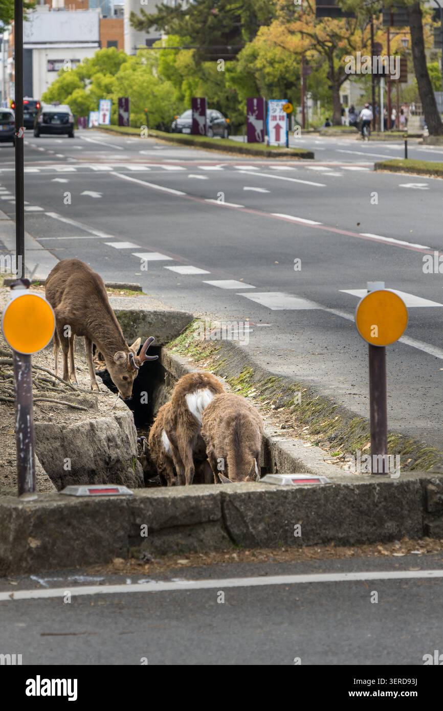 Nara, Japon 20 avril 2026 cerf de nara debout près du drainage routier dans un environnement urbain interagissant avec l'environnement urbain Banque D'Images