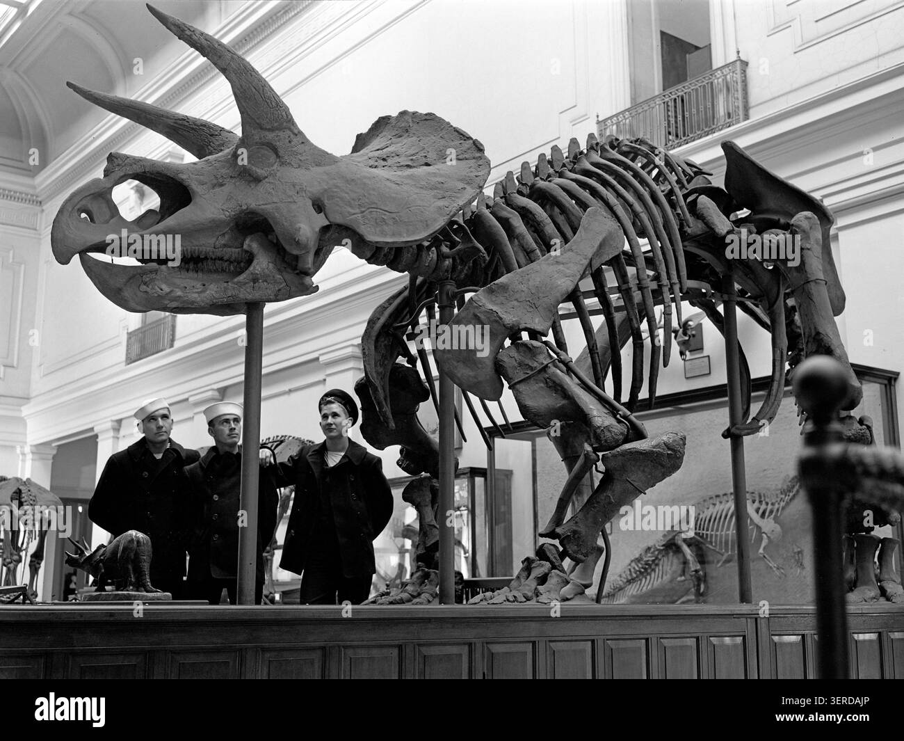 Les visiteurs en uniforme naval observent un squelette de Triceratops monté à la Smithsonian institution à Washington, D.C. L'impressionnante exposition de fossiles met en évidence les pratiques d'exposition paléontologique du début du XXe siècle dans le cadre architectural grandiose du musée. Banque D'Images