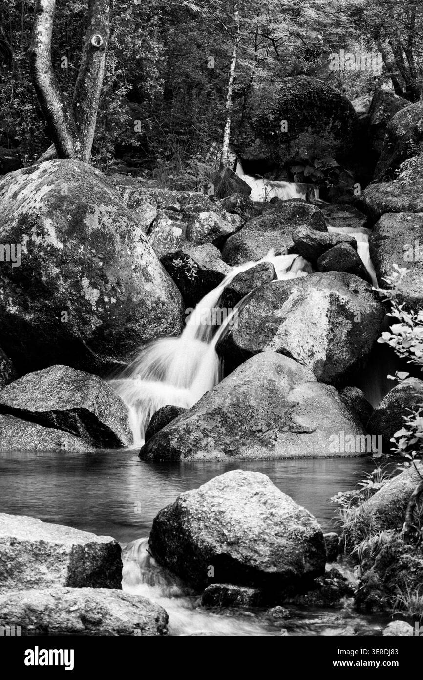 L'eau coule sur des rochers moussseux dans un ruisseau forestier rocheux, créant un environnement serein Banque D'Images