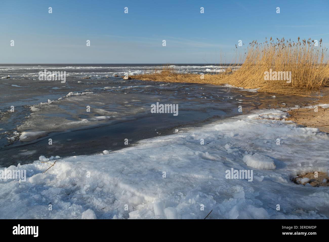La lagune de Curonian au printemps avec la glace fondante et les roseaux secs sous un ciel bleu clair Banque D'Images