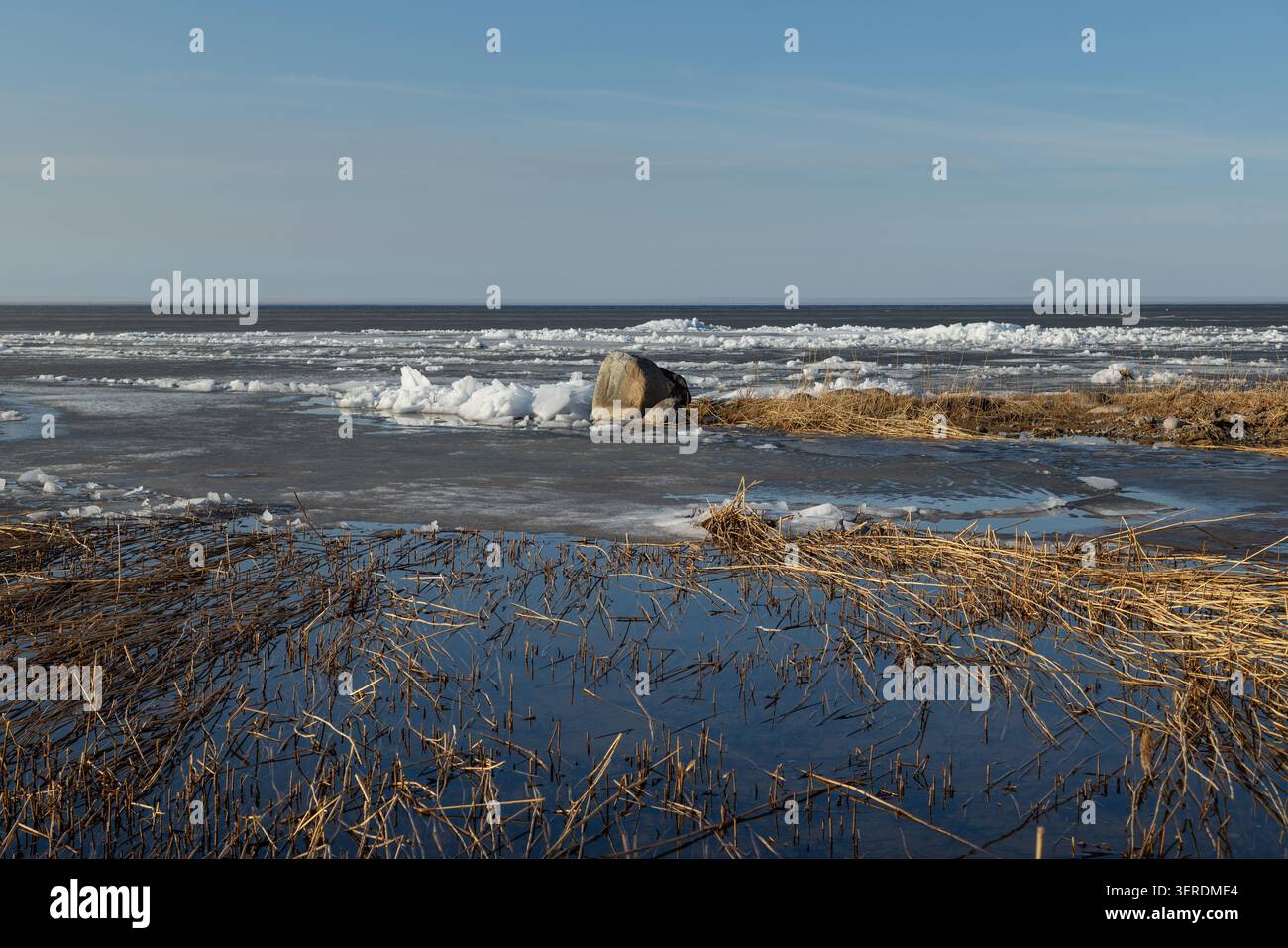 Des roseaux secs gelés dans la glace claire de la lagune de Curonian par un jour ensoleillé de printemps Banque D'Images