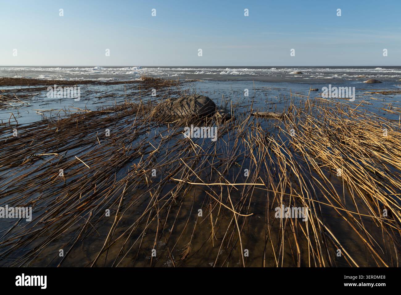 Des roseaux secs gelés dans la glace claire de la lagune de Curonian par un jour ensoleillé de printemps Banque D'Images