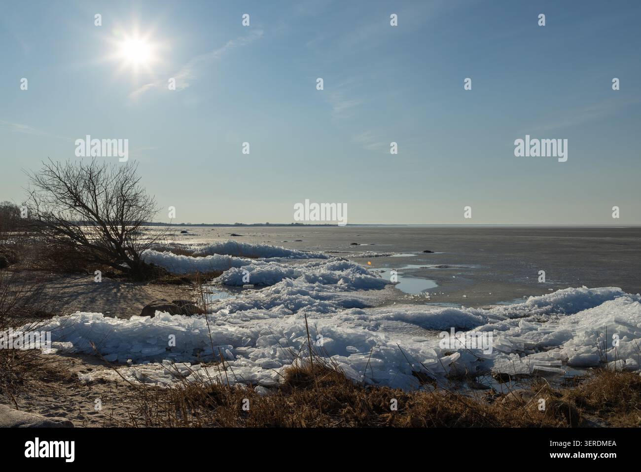La lagune de Curonian au printemps avec la glace fondante et les roseaux secs sous un ciel bleu clair Banque D'Images