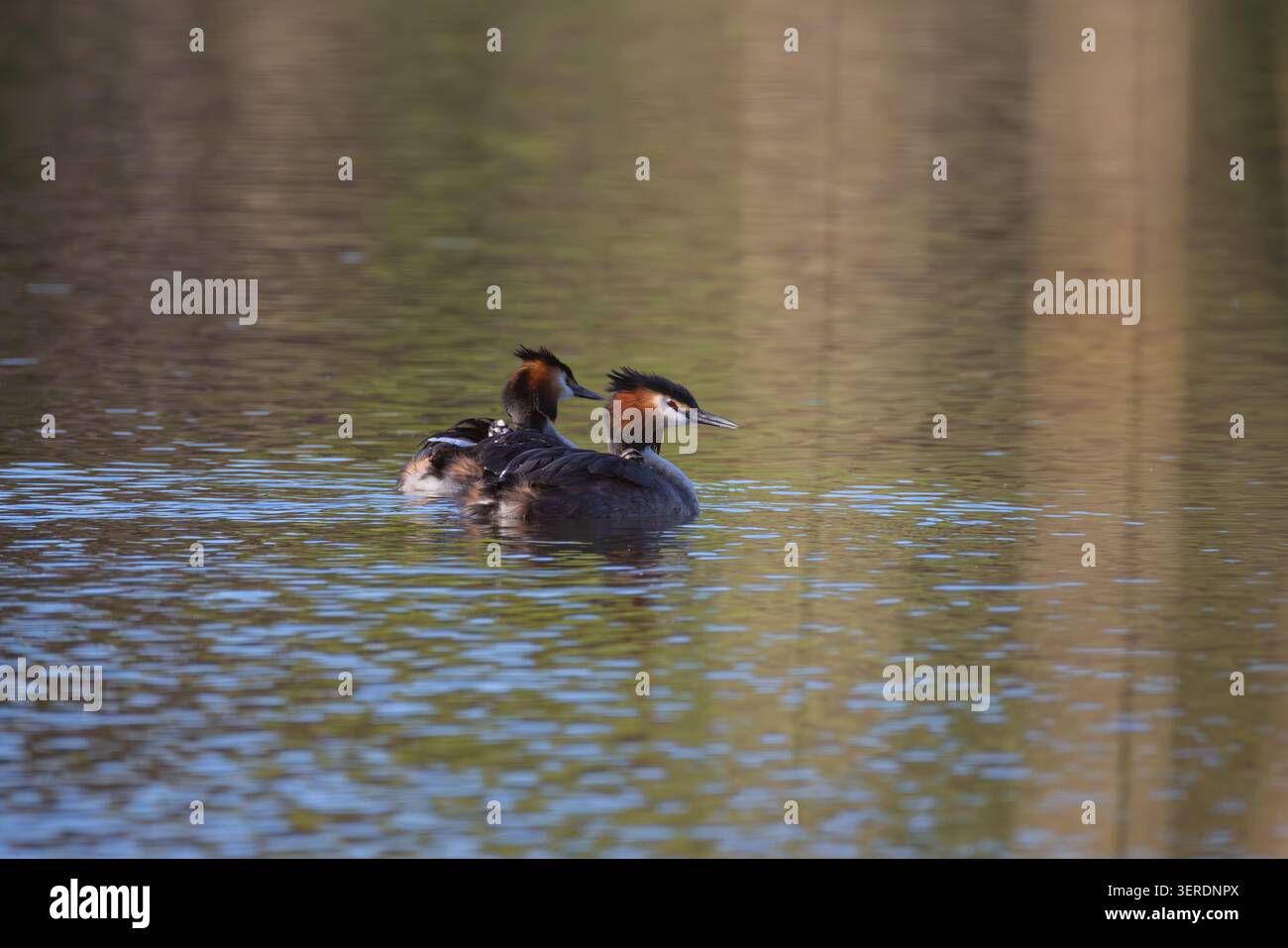 Paire de grands grebes à crête nageant sur un étang au coucher du soleil et portant deux petits poussins sur leur dos Banque D'Images