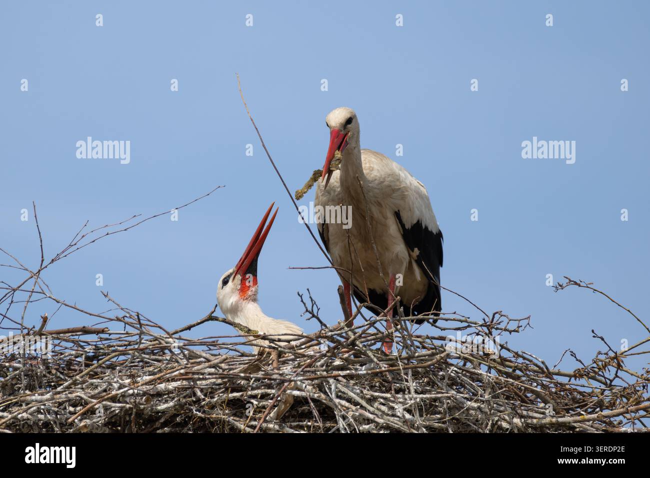 Paire de cigognes blanches construisant un nid avec un oiseau incubant des œufs et un autre apportant une branche Banque D'Images