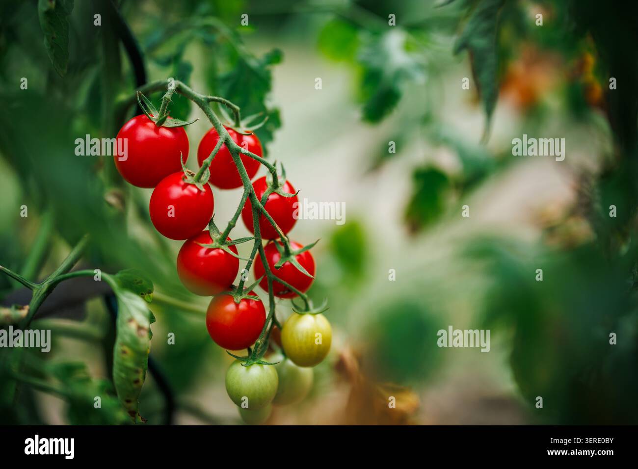 Plante de tomate dans le jardin potager. Gros plan de tomates mûrissantes dans une ferme biologique Banque D'Images