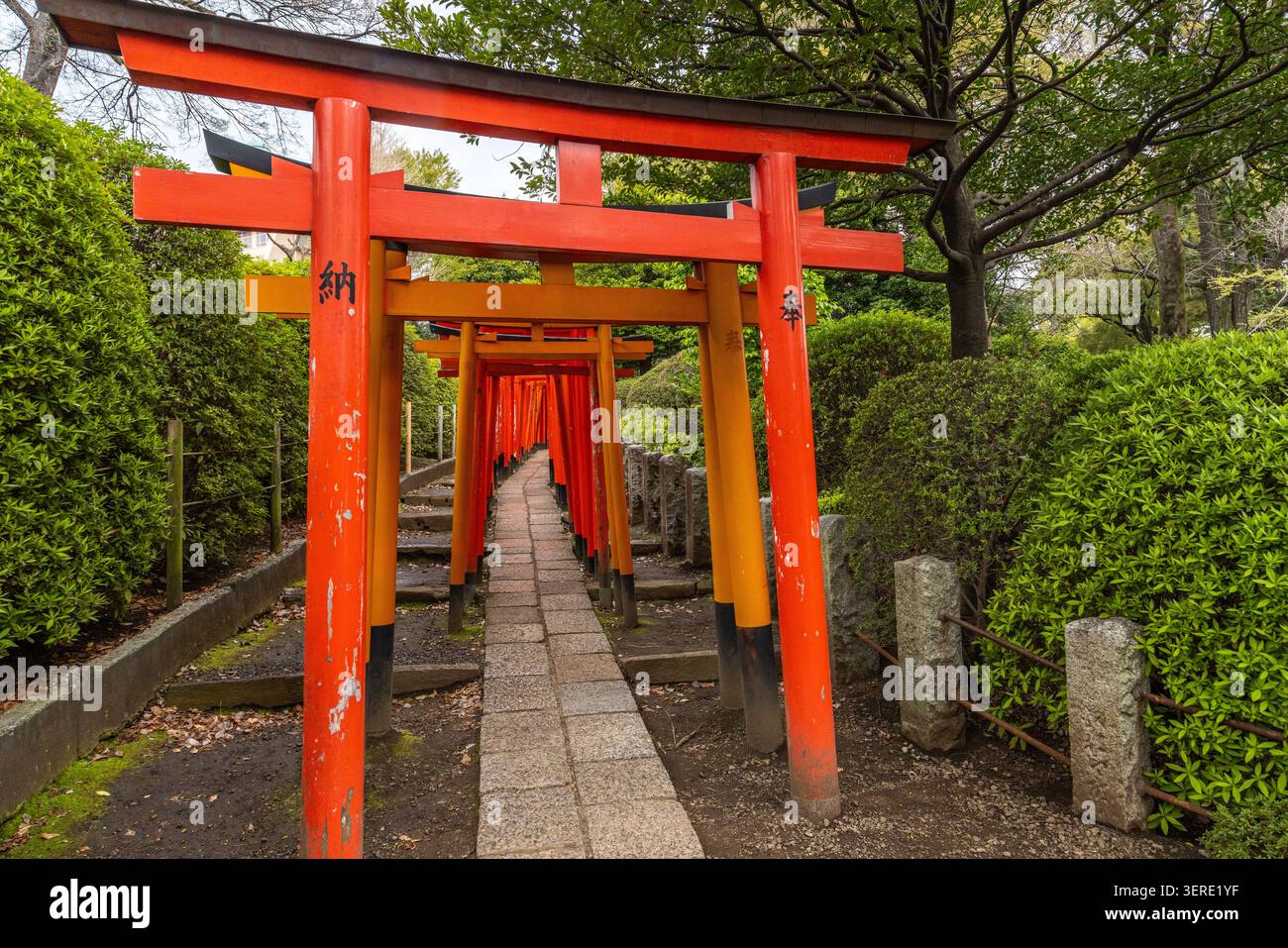 Vue du tunnel de torii vermillon étroitement espacé du sanctuaire Otome Inari au sein du sanctuaire Nezu, à Tokyo, Japon. Banque D'Images