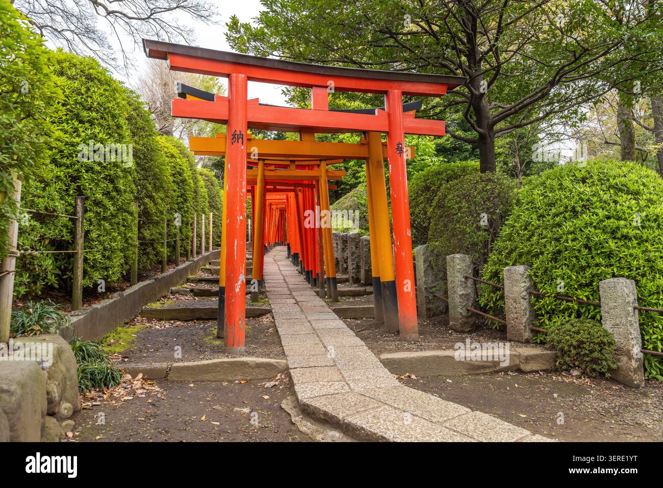 Étroit sentier de pierre à travers les portes vermillon Senbon Torii menant au sanctuaire Otome Inari au sanctuaire Nezu, à Tokyo. Banque D'Images