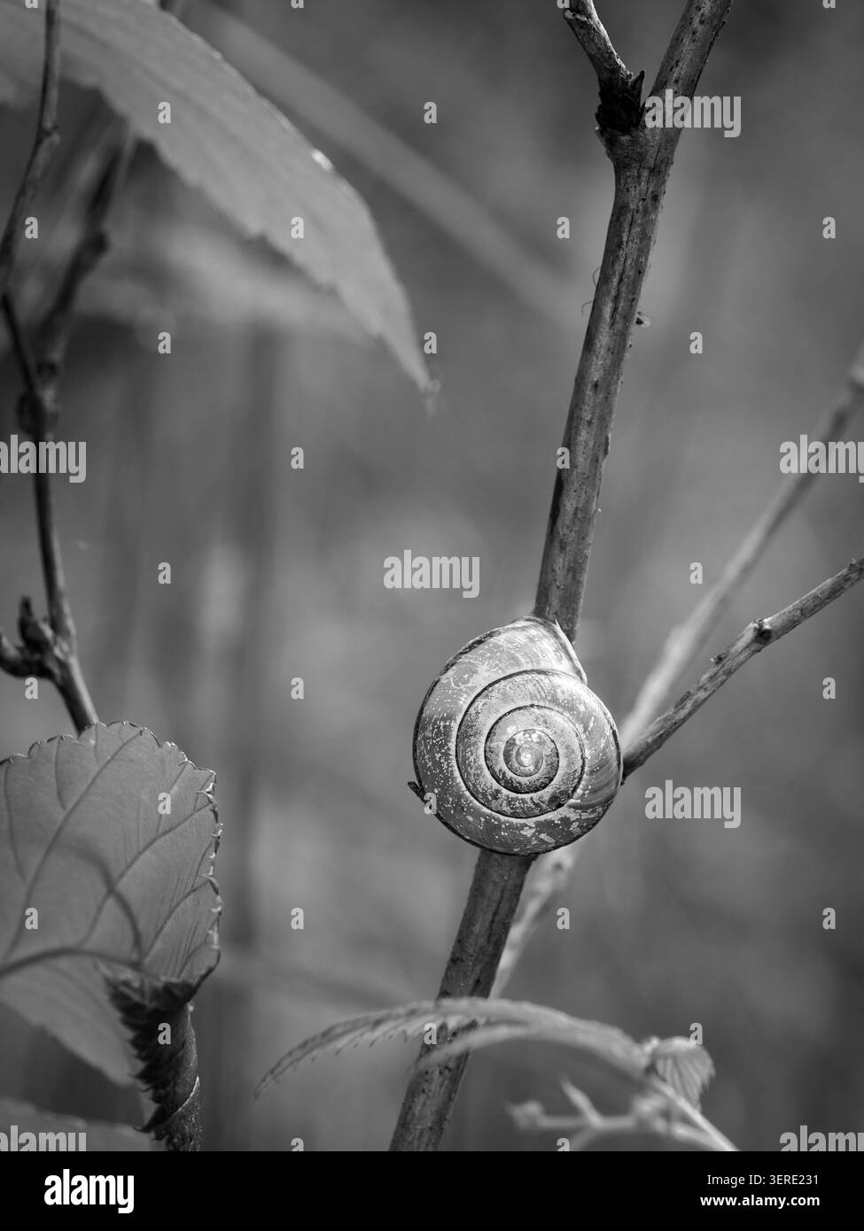 Escargot dormant dans sa coquille. Gros plan. Photo noir et blanc. Banque D'Images