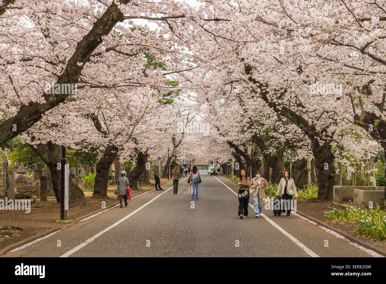 Les visiteurs marchent sous un tunnel dense de fleurs de cerisier sur Sakura-dori au cimetière de Yanaka, à Tokyo, au Japon. Banque D'Images