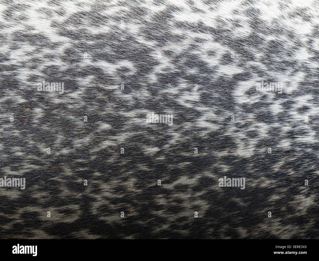 Gros plan de la fourrure d'un phoque commun mâle sauvage et en bonne santé alias phoque commun (Phoca vitulina), Cambridgeshire Banque D'Images