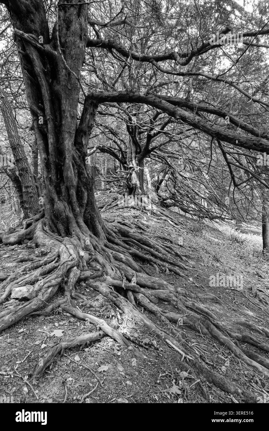 Les racines enchevêtrées des arbres Yew bordant le Woolhope Dome Fownhope Herefordshire Angleterre Royaume-Uni. Mai 2026 Banque D'Images