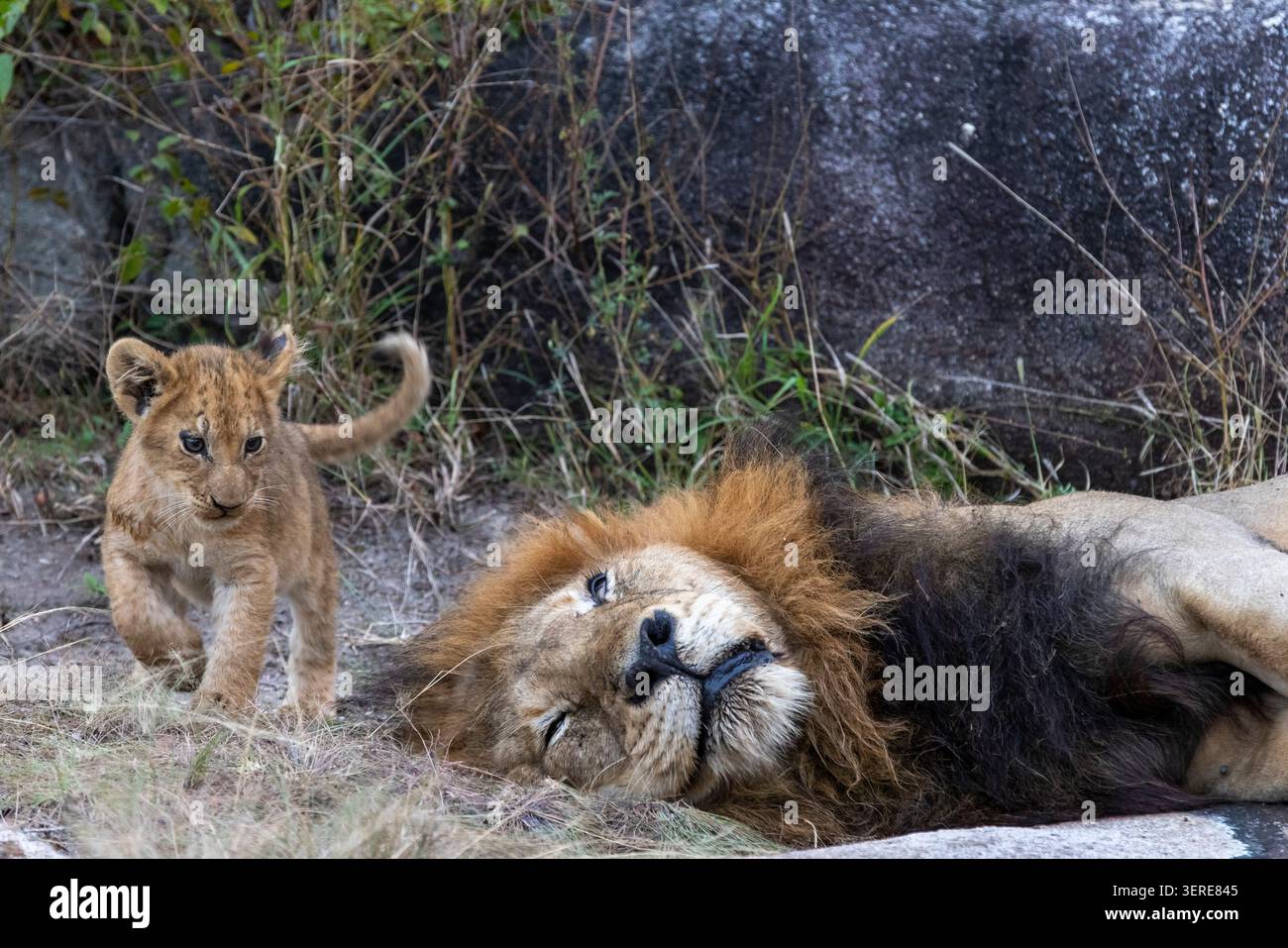 Mignon petit lion bébé petit marchant à côté de la tête d'un lion mâle au repos regardant le petit Banque D'Images