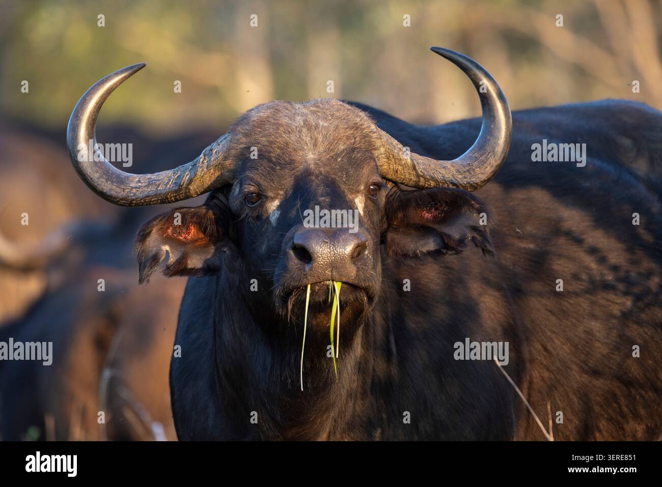 Portrait d'une vache buffle (Syncerus caffer) regardant directement la caméra et faisant une pause en pâturant Banque D'Images