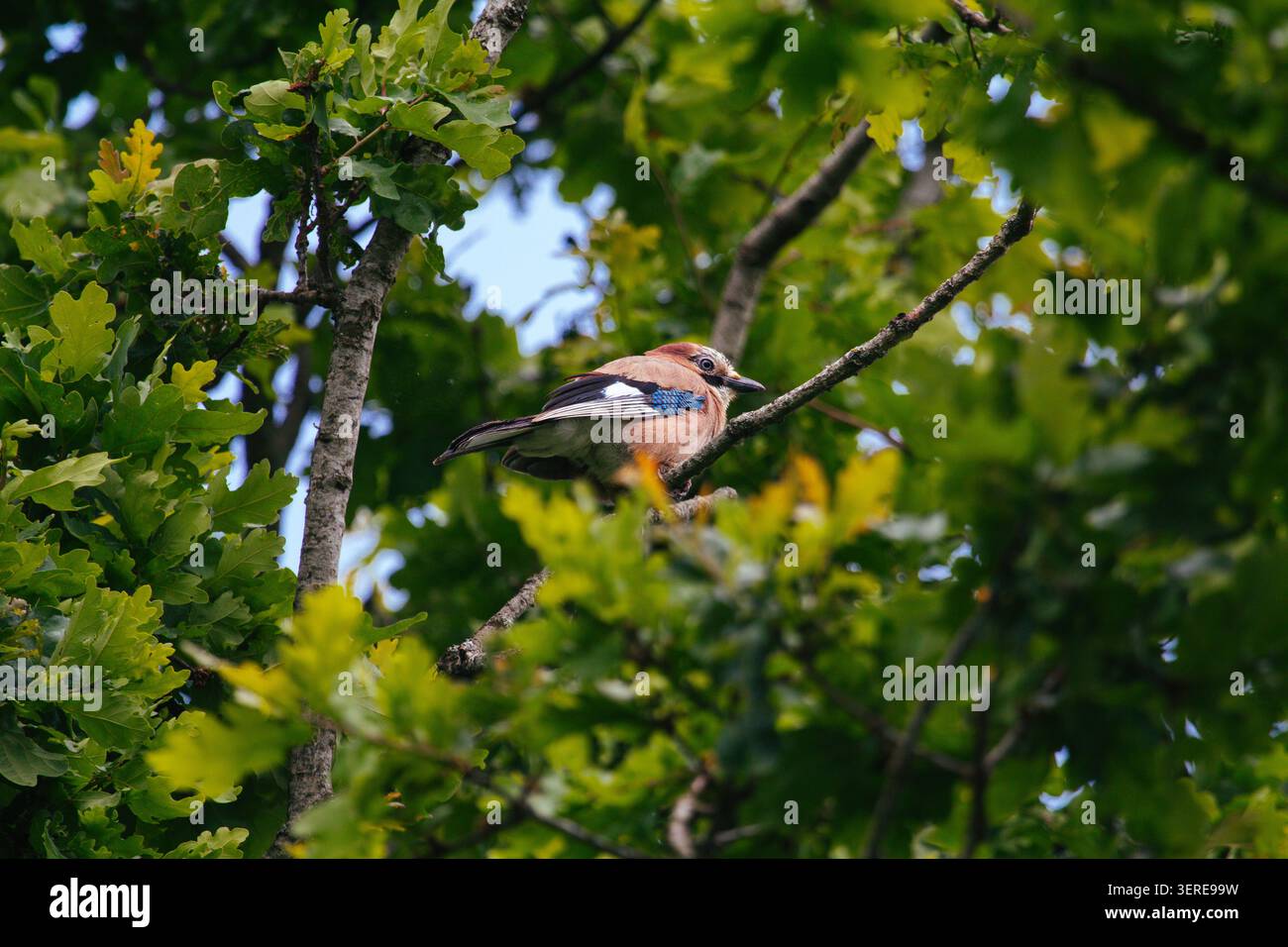Un oiseau jay d'Eurasie coloré (Garrulus glandarius) perché sur une branche de chêne au milieu d'un feuillage d'été dense. Banque D'Images