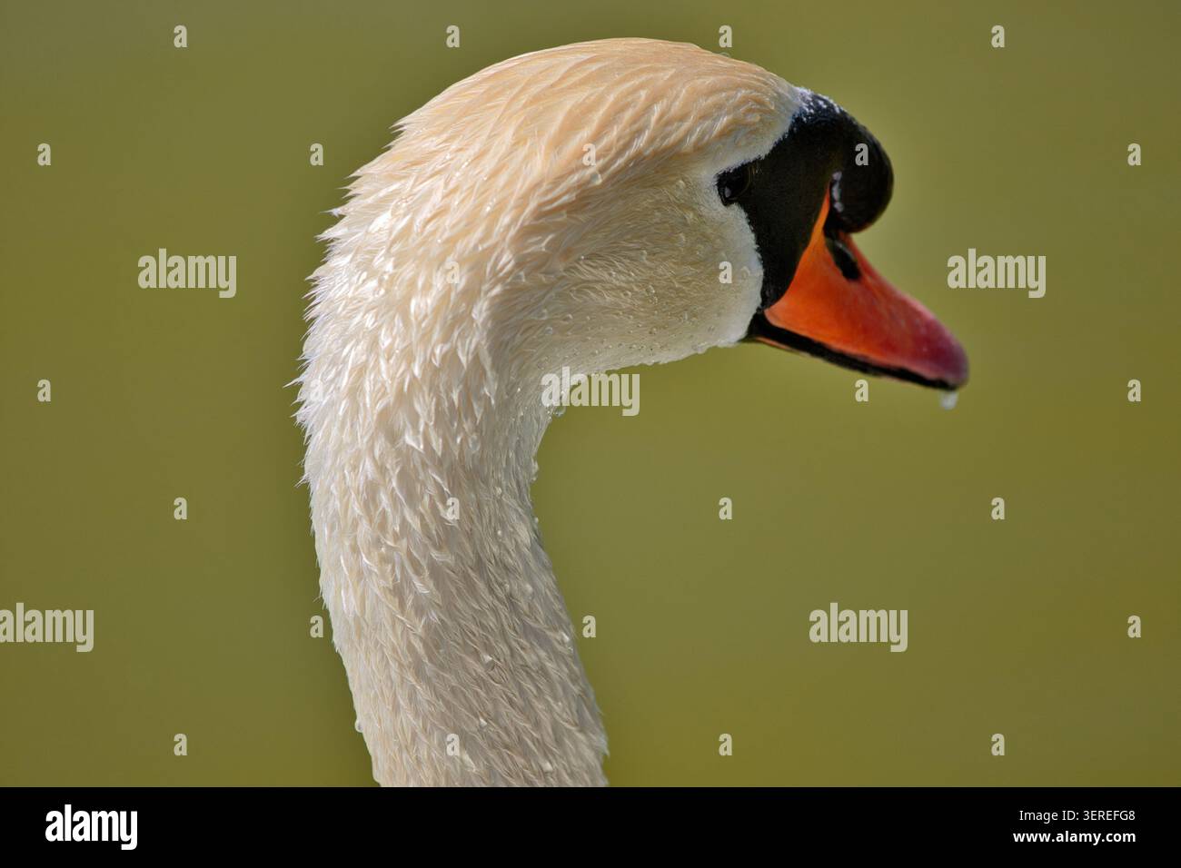 Tête de cygne Banque D'Images