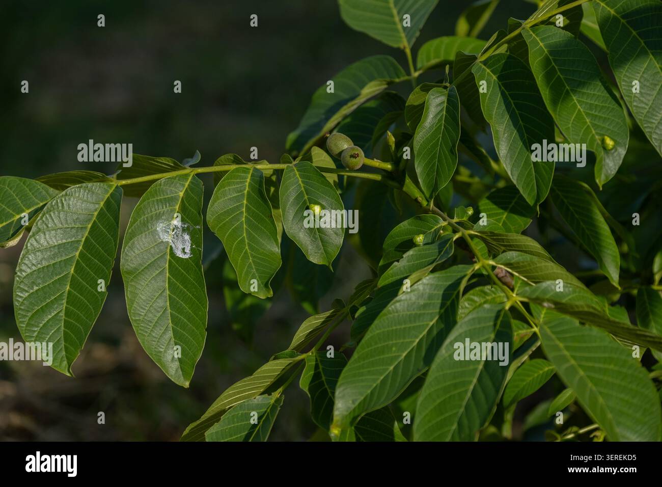 Branche de noyer avec des noix en développement et de multiples Galles de feuilles visibles sur un feuillage vert sain. L'image illustre une anomalie foliaire liée aux parasites Banque D'Images