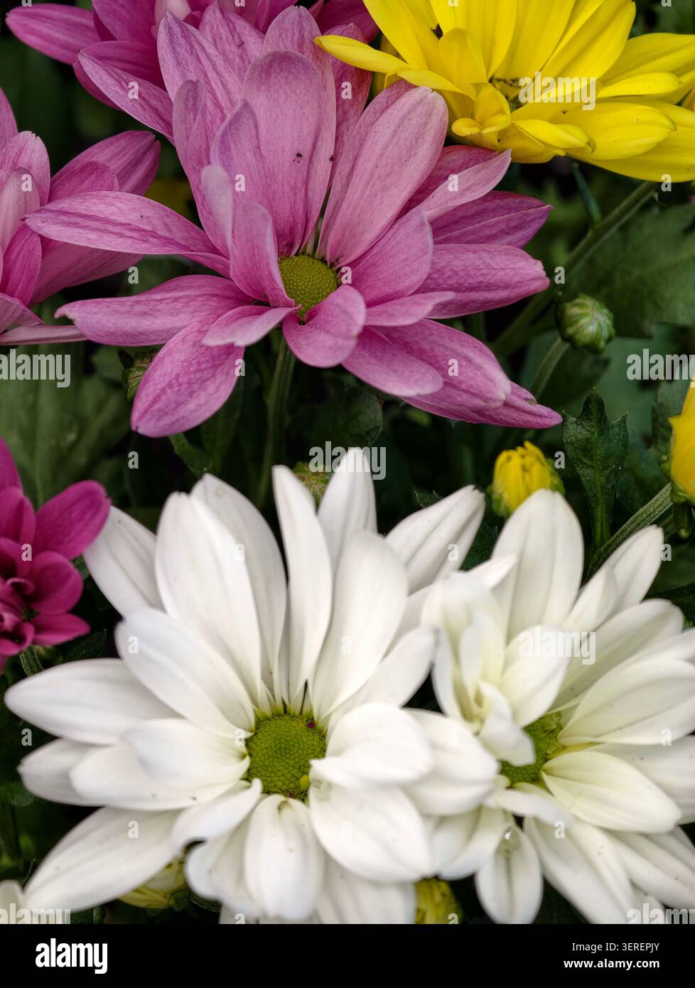 Composition serrée montrant des fleurs de chrysanthème en rose, blanc et jaune avec un fond de feuillage vert Banque D'Images