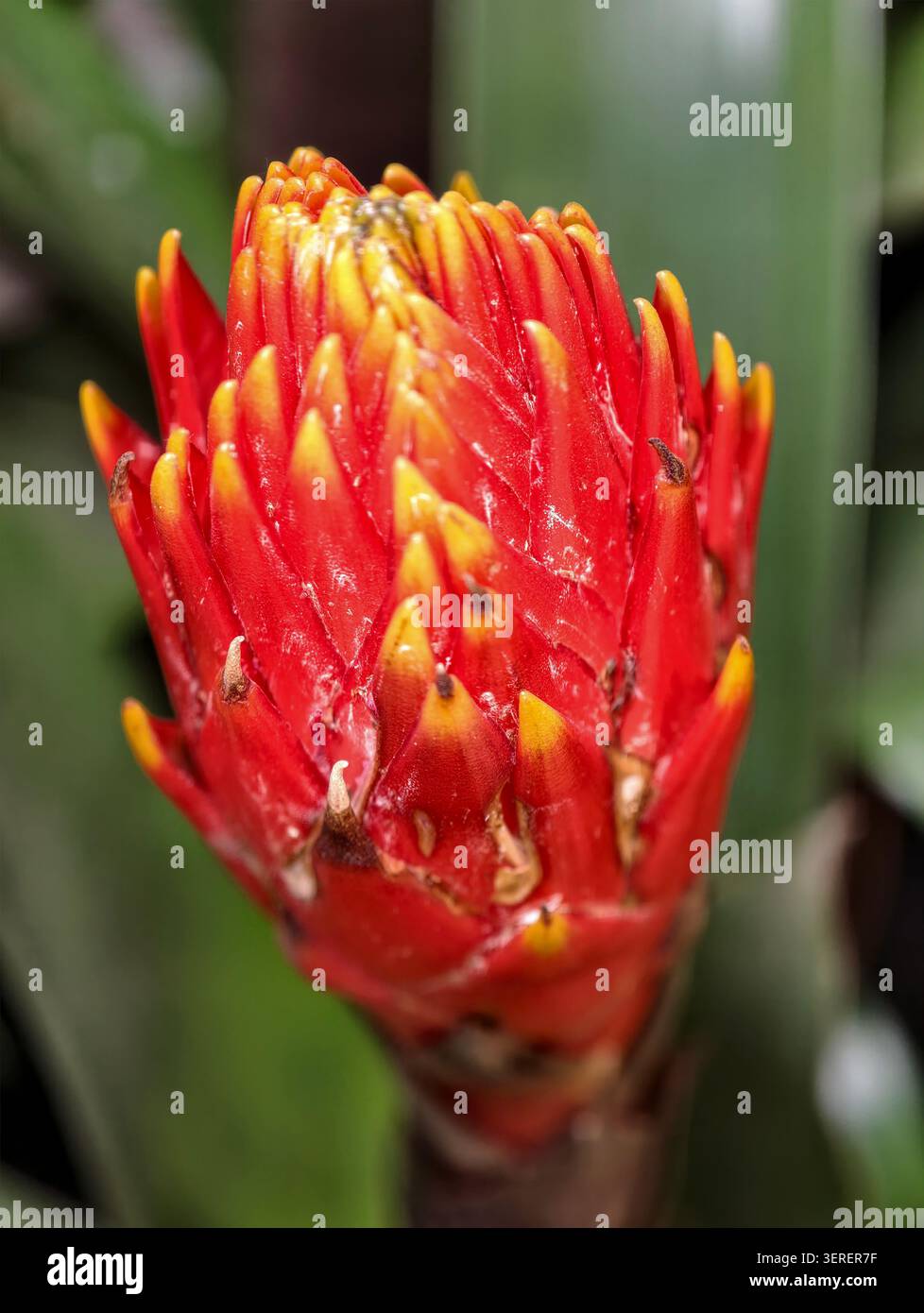 Vue macro d'un bourgeon de fleurs tropicales rouges avec des bractées de pétales serrées avec des bords jaunes, des gouttelettes d'eau et de subtiles imperfections Banque D'Images