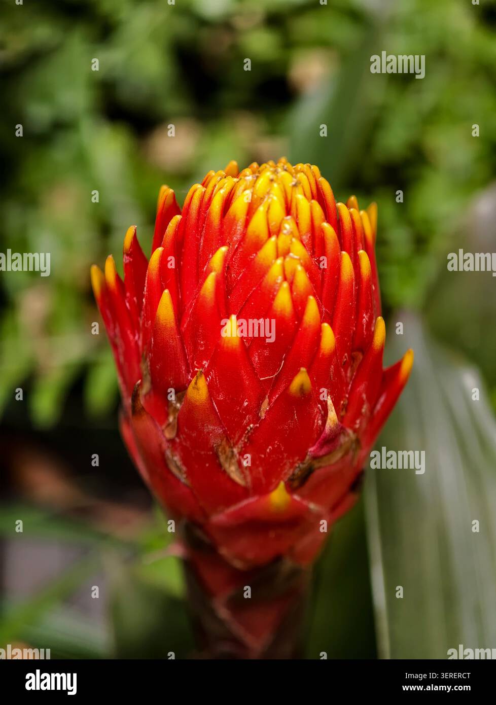 Gros plan d'un bourgeon de fleur tropicale rouge orné de jaune, montrant des couches de pétales brillants et de gouttelettes d'eau subtiles Banque D'Images