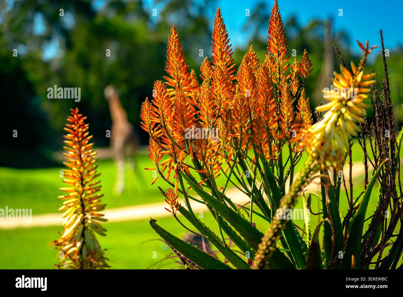 Aloe Outback Orange plante africaine native Banque D'Images