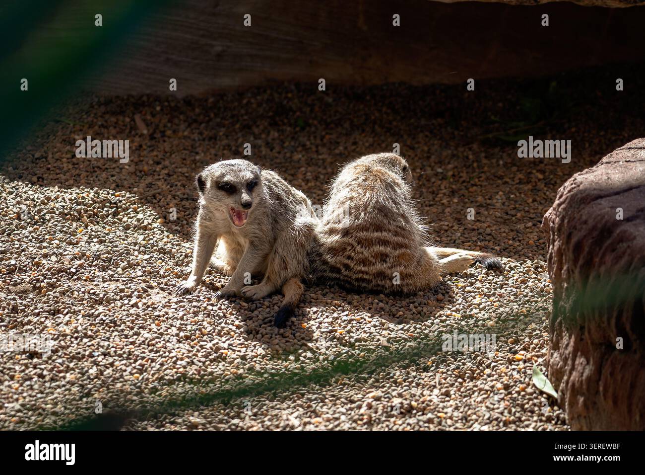 Suricates assis sur la garde dans un zoo Banque D'Images