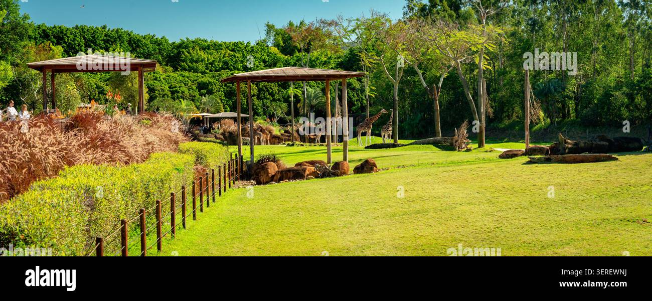 Queensland, Australie - Zoo d'Australie girafe et zèbre enclos Banque D'Images