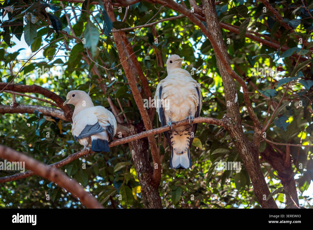 Pigeons impériaux piqués perchés sur une branche d'arbre Banque D'Images