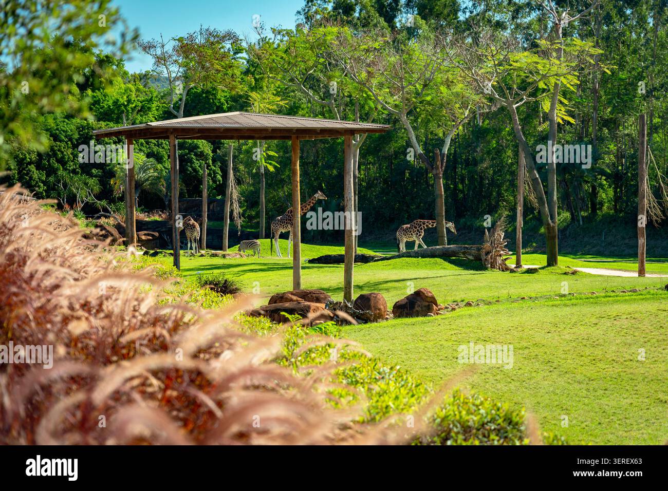 Queensland, Australie - Zoo d'Australie girafe et zèbre enclos Banque D'Images