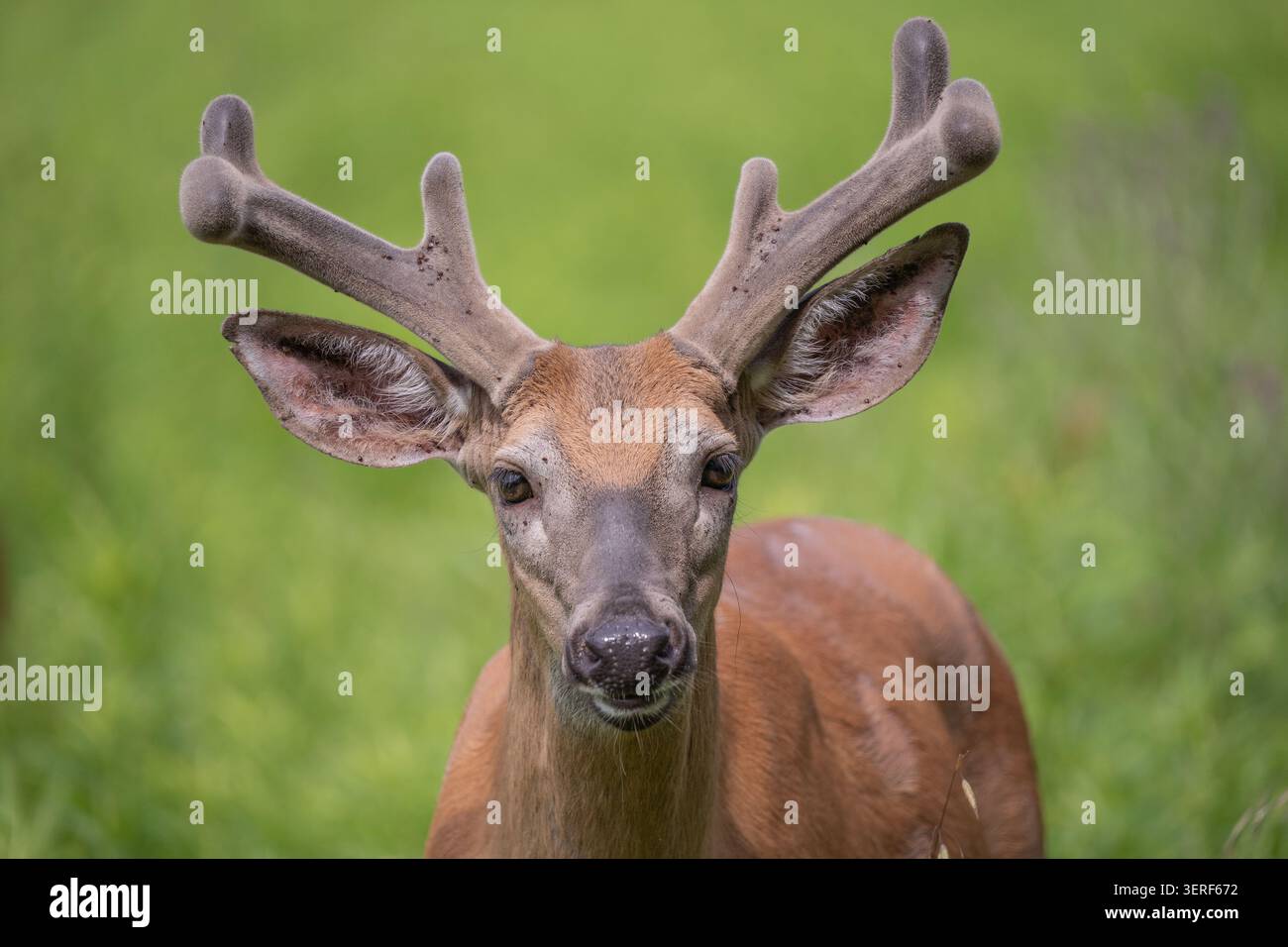 Gros plan de cerfs de Virginie (Odocoileus virginianus) pâturant dans les prairies d'été. Banque D'Images