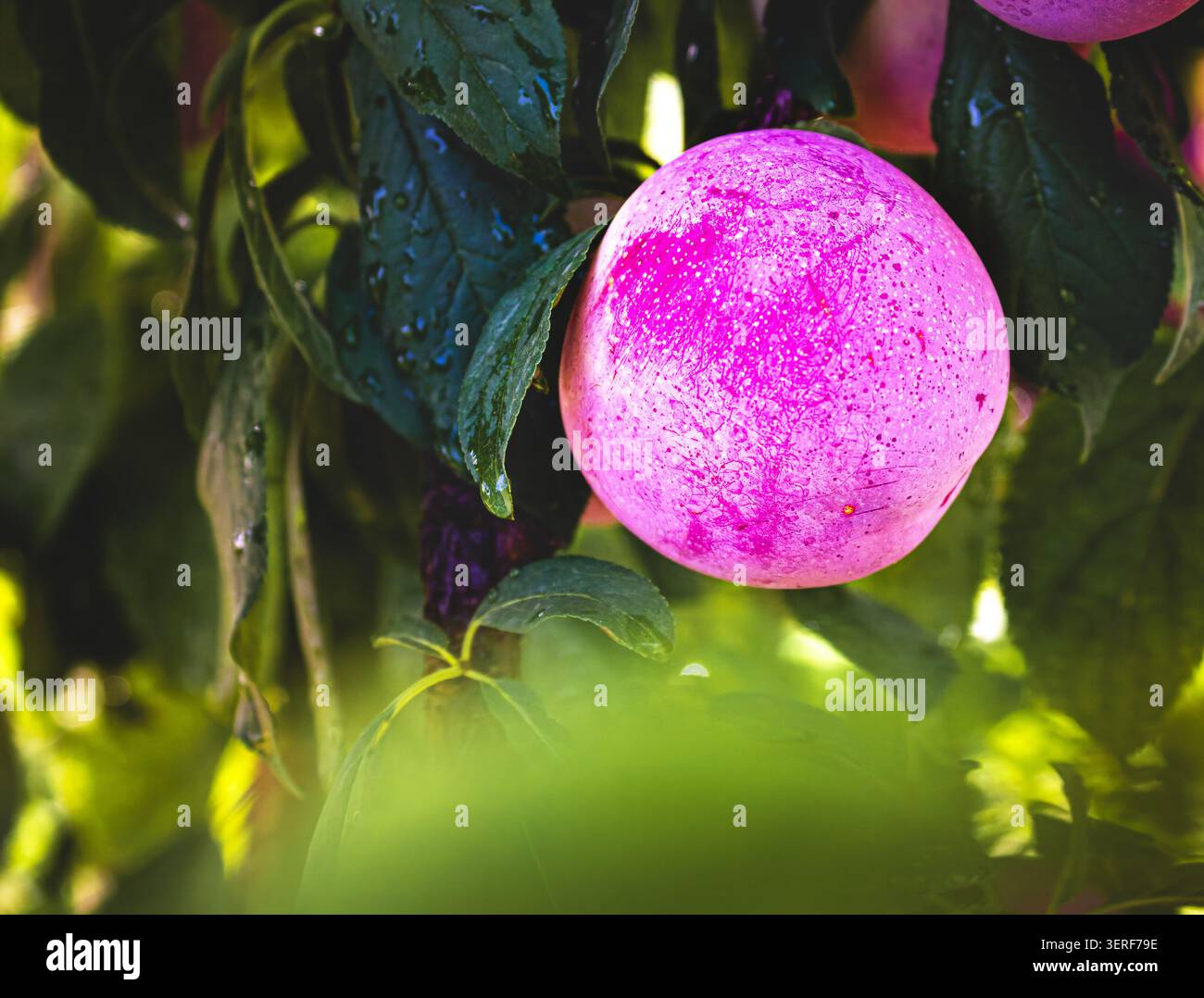 Une prune rose mûre pend parmi les feuilles vertes. La lumière du soleil met en valeur sa peau lisse et mouchetée. Des gouttelettes d'eau brillent sur le feuillage environnant. La sensation de la scène Banque D'Images