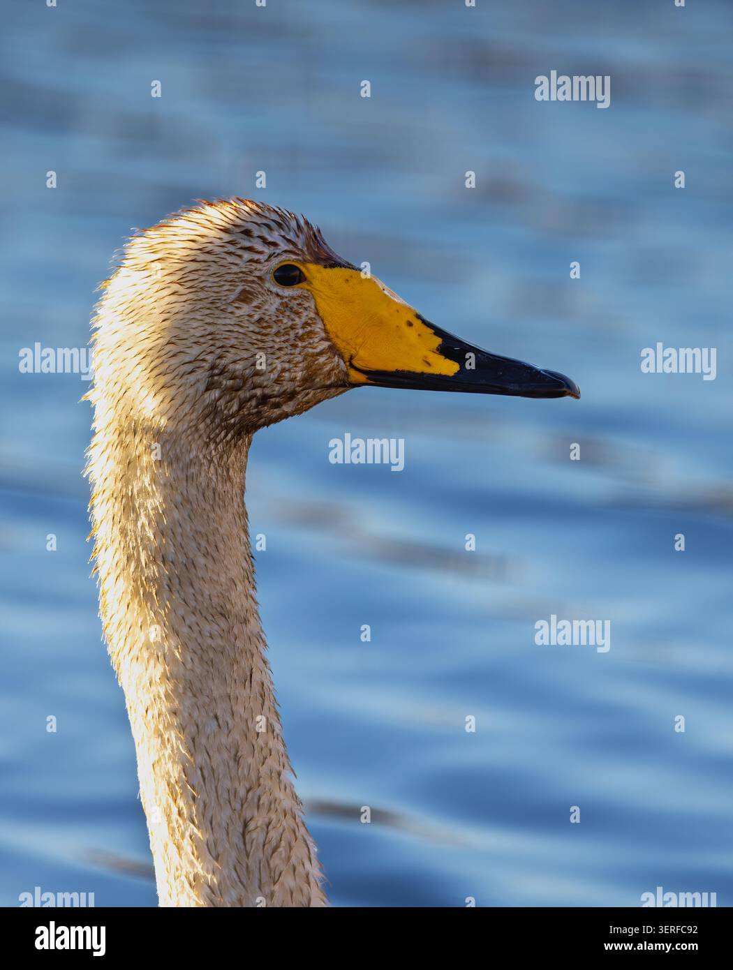 Cygne chanteur Banque D'Images