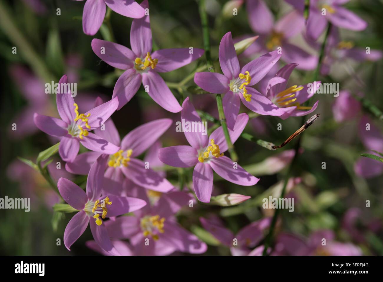 Le centaury commun (Centaurium erythraea) fleurit dans leur milieu naturel, Beniarres, Espagne Banque D'Images