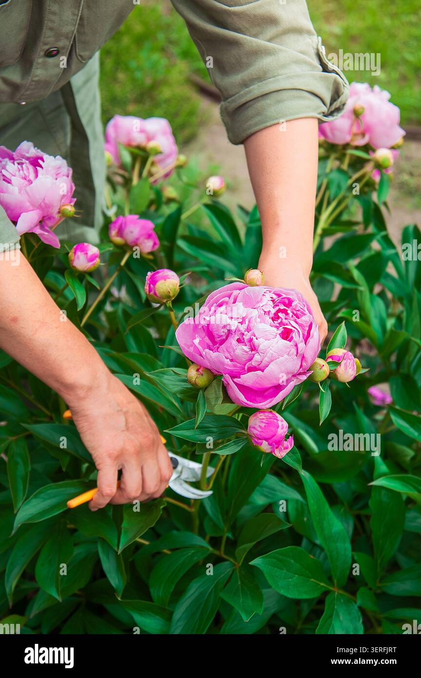 Une personne utilise des cisailles à élaguer pour couper une fleur de pivoine en fleurs entourée d'un feuillage vert luxuriant et d'autres bourgeons Banque D'Images